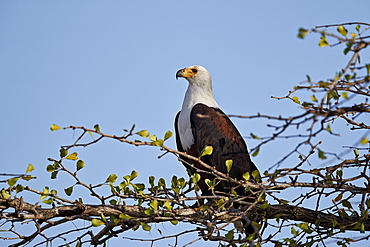 African fish eagle (Haliaeetus vocifer), Selous Game Reserve, Tanzania, East Africa, Africa