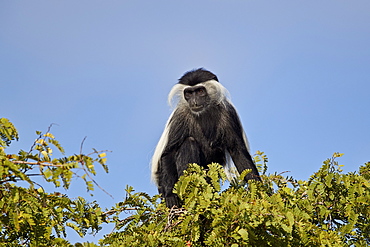 Angola colobus (Angolan black-and-white colobus) (Angolan colobus) (Colobus angolensis), Selous Game Reserve, Tanzania, East Africa, Africa