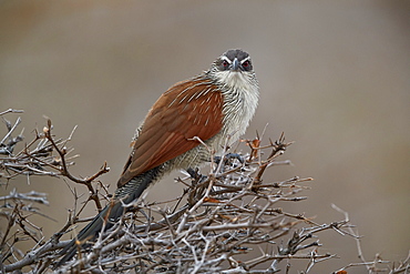 White-browed coucal (Centropus superciliosus), Selous Game Reserve, Tanzania, East Africa, Africa