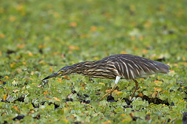 Madagascar squacco heron (Madagascar pond-heron) (Malagasy pond-heron) (Ardeola idae), Selous Game Reserve, Tanzania, East Africa, Africa