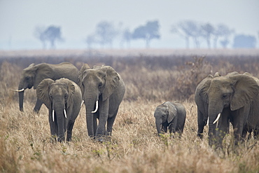 Herd of African elephant (Loxodonta africana), Mikumi National Park, Tanzania, East Africa, Africa