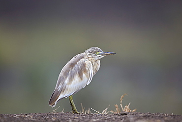 Common squacco heron (Ardeola ralloides), Mikumi National Park, Tanzania, East Africa, Africa