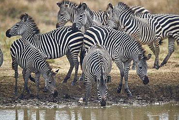 Group of common zebra (plains zebra) (Burchell's zebra) (Equus burchelli) drinking, Mikumi National Park, Tanzania, East Africa, Africa