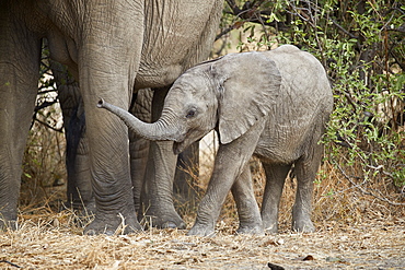 Baby African elephant (Loxodonta africana), Ruaha National Park, Tanzania, East Africa, Africa