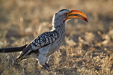 Southern yellow-billed hornbill (Tockus leucomelas), Kgalagadi Transfrontier Park, South Africa, Africa