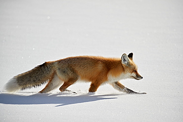 Red Fox (Vulpes vulpes) (Vulpes fulva) running in the snow in winter, Grand Teton National Park, Wyoming, United States of America, North America