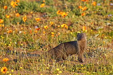 Marsh Mongoose (Atilax paludinosus) among wildflowers, Namaqua National Park, Namakwa, Namaqualand, South Africa, Africa