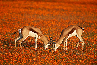 Springbok (Antidorcas marsupialis) sparring among wildflowers, Namaqualand National Park, Namakwa, Namaqualand, South Africa, Africa