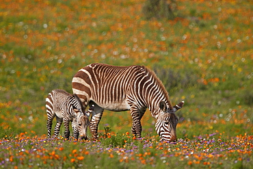 Cape mountain zebra (Equus zebra zebra) among wildflowers, West Coast National Park, South Africa, Africa