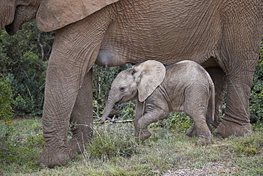 Baby African elephant (Loxodonta africana), Addo Elephant National Park, South Africa, Africa