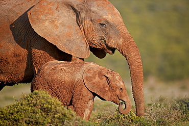 Two dirt-covered African elephant (Loxodonta africana), Addo Elephant National Park, South Africa, Africa