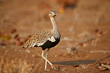 Red-crested korhaan (Eupodotis ruficrista), male, Kruger National Park, South Africa, Africa