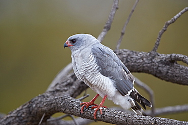 Gabar goshawk (Micronisus gabar), Kruger National Park, South Africa, Africa