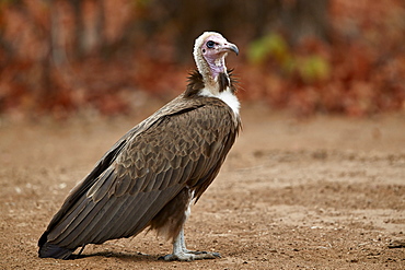 Hooded vulture (Necrosyrtes monachus), Kruger National Park, South Africa, Africa