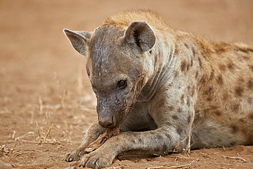 Spotted hyena (spotted hyaena) (Crocuta crocuta) eating, Kruger National Park, South Africa, Africa