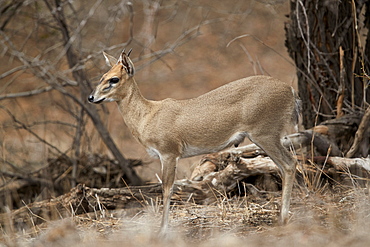 Common duiker (grey duiker) (bush duiker) (Sylvicapra?grimmia), ram, Kruger National Park, South Africa, Africa