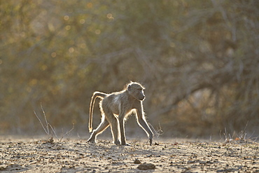 Chacma baboon (Papio ursinus), Kruger National Park, South Africa, Africa