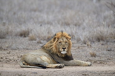 Lion (Panthera leo), Kruger National Park, South Africa, Africa