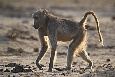 Chacma baboon (Papio ursinus), Kruger National Park, South Africa, Africa