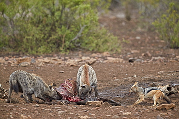 Spotted hyena (Crocuta crocuta) and black-backed jackal (Canis mesomelas) at a zebra carcass, Kruger National Park, South Africa, Africa