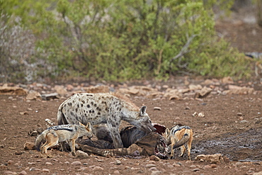 Spotted hyena (Crocuta crocuta) and black-backed jackal (Canis mesomelas) at a zebra carcass, Kruger National Park, South Africa, Africa