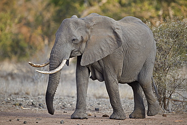 African elephant (Loxodonta africana) adult female, Kruger National Park, South Africa, Africa