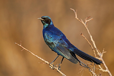 Burchell's glossy starling (Burchell's starling) (Lamprotornis australis), Kruger National Park, South Africa, Africa