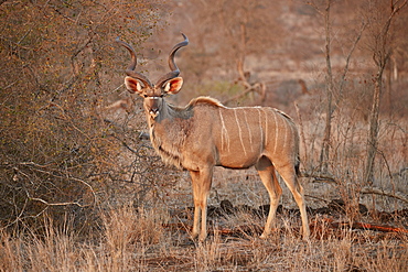 Greater kudu (Tragelaphus strepsiceros) bull, Kruger National Park, South Africa, Africa