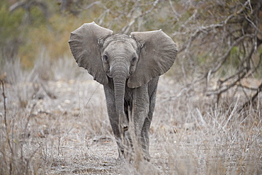 African elephant (Loxodonta africana) juvenile, Kruger National Park, South Africa, Africa