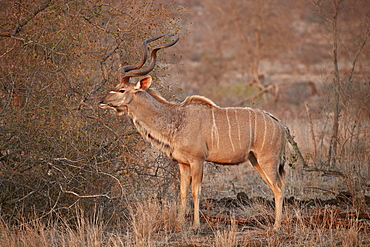 Greater kudu (Tragelaphus strepsiceros) bull, Kruger National Park, South Africa, Africa