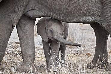 African elephant (Loxodonta africana) juvenile, Kruger National Park, South Africa, Africa