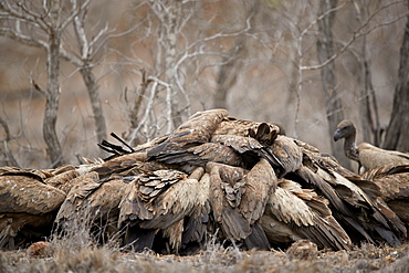 Pile of African white-backed vulture (Gyps africanus) fighting at a carcass, Kruger National Park, South Africa, Africa