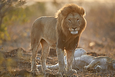 Lion (Panthera leo), Kruger National Park, South Africa, Africa