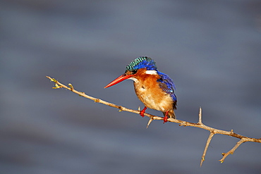 Malachite kingfisher (Alcedo cristata), Kruger National Park, South Africa, Africa