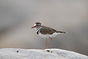 Three-banded plover (Charadrius tricollaris), Kruger National Park, South Africa, Africa