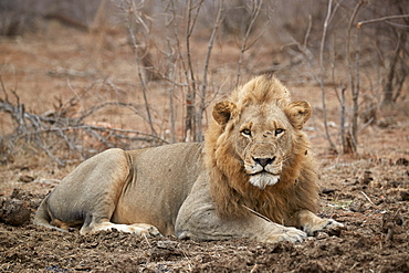 Lion (Panthera leo), Kruger National Park, South Africa, Africa