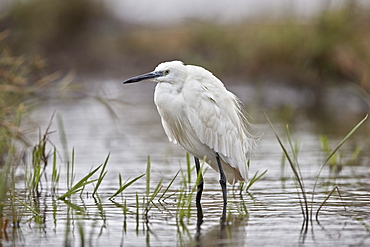 Little egret (Egretta garzetta), Kruger National Park, South Africa, Africa