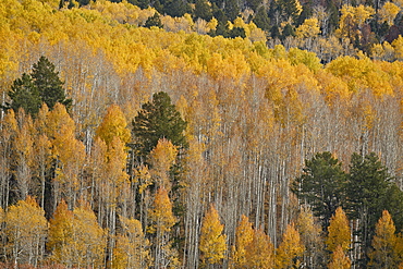 Yellow aspen trees in the fall, San Juan National Forest, Colorado, United States of America, North America