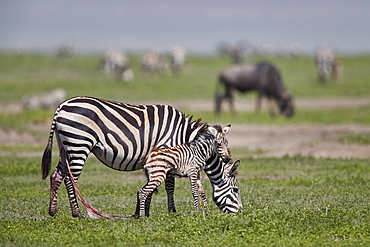 Common zebra (plains zebra) (Burchell's zebra) (Equus burchelli) mare and just-born foal, Ngorongoro Crater, Tanzania, East Africa, Africa