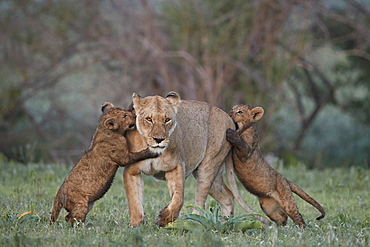 Lion (Panthera leo), two cubs playing with their mother, Ngorongoro Crater, Tanzania, East Africa, Africa