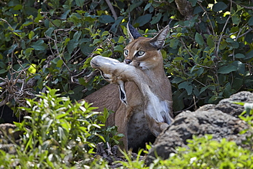 Caracal (Caracal caracal) with a young Thomson's Gazelle (Gazella thomsonii), Ngorongoro Crater, Tanzania, East Africa, Africa