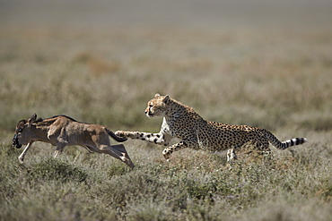 Cheetah (Acinonyx jubatus) taking down a baby blue wildebeest (Connochaetes taurinus), Ngorongoro Conservation Area, Tanzania, East Africa, Africa