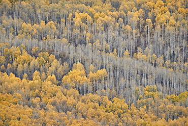 Yellow aspen trees in the fall, Uncompahgre National Forest, Colorado, United States of America, North America