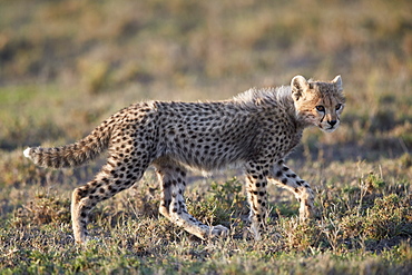 Cheetah (Acinonyx jubatus) cub, Ngorongoro Conservation Area, Tanzania, East Africa, Africa