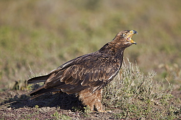 Tawny eagle (Aquila rapax) calling, Ngorongoro Conservation Area, Tanzania, East Africa, Africa