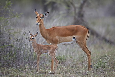 Impala (Aepyceros melampus) doe and minutes-old calf, Ngorongoro Conservation Area, Tanzania, East Africa, Africa