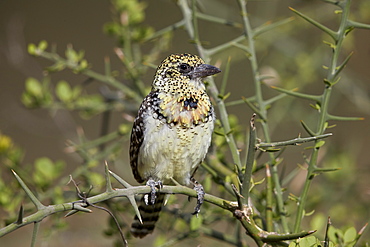 D'Arnaud's barbet (Trachyphonus darnaudii), Ngorongoro Conservation Area, Tanzania, East Africa, Africa