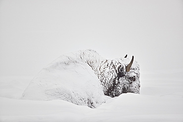 Bison (Bison bison) covered with snow in the winter, Yellowstone National Park, Wyoming, United States of America, North America