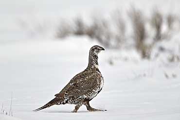 Greater sage-grouse (Centrocercus urophasianus) in the snow, Grand Teton National Park, Wyoming, United States of America, North America