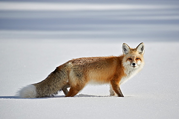Red fox (Vulpes vulpes) (Vulpes fulva) in the snow in winter, Grand Teton National Park, Wyoming, United States of America, North America